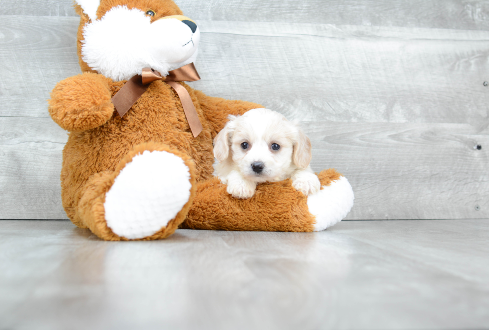 Cavachon Puppy for Adoption