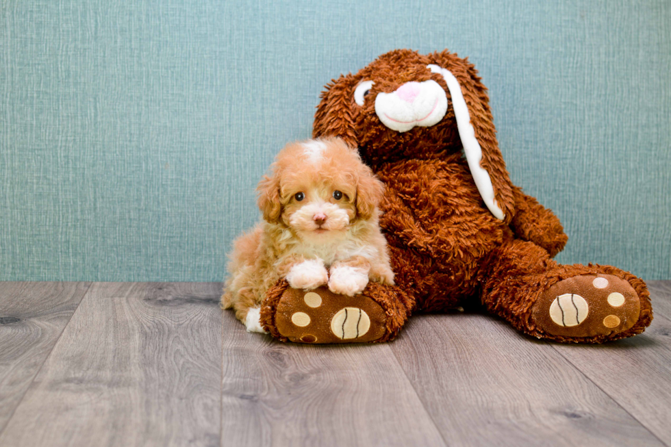 Cavapoo Pup Being Cute