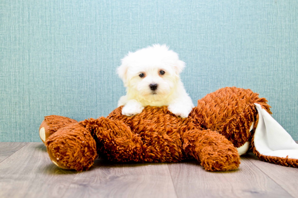 Fluffy Maltese Purebred Puppy