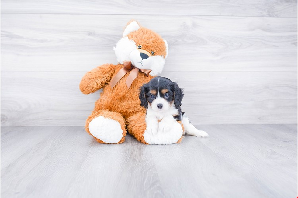 Happy Cavalier King Charles Spaniel Purebred Puppy