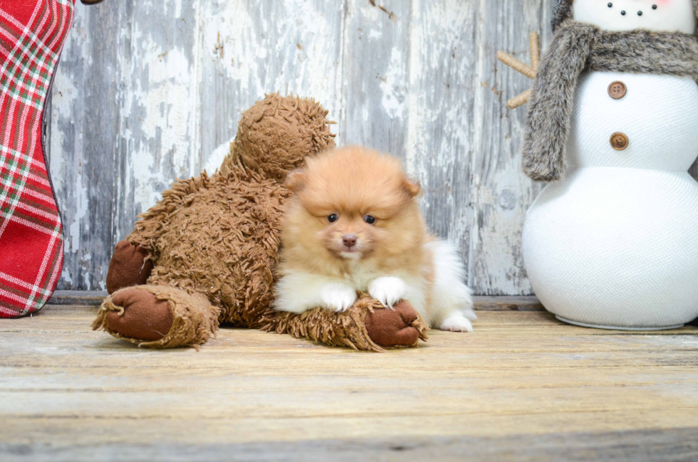 Pomeranian Pup Being Cute