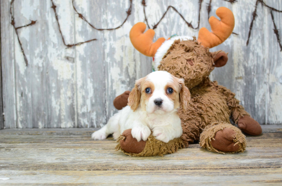 Happy Cavachon Baby