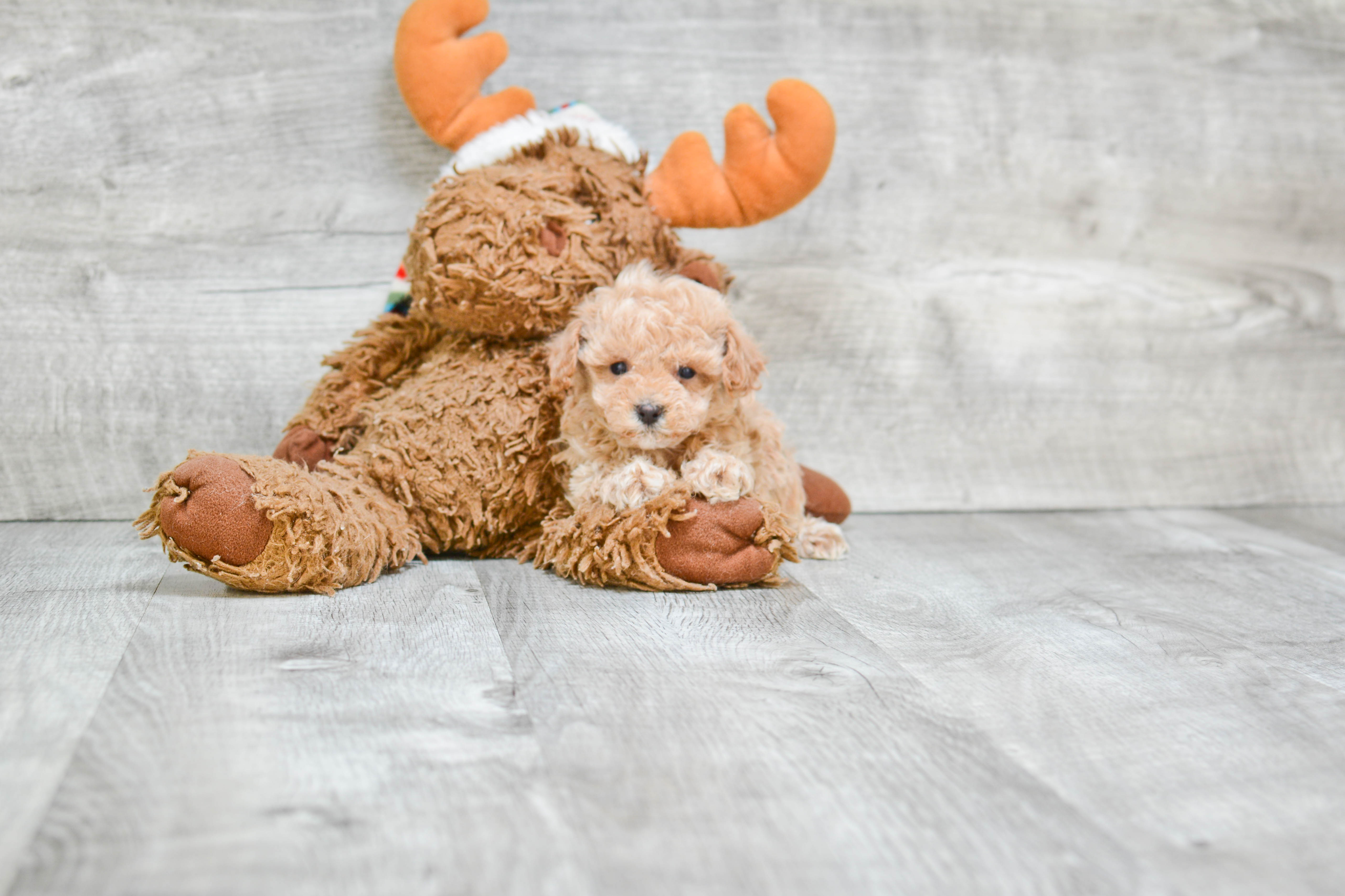 Petite Pudle Purebred Puppy