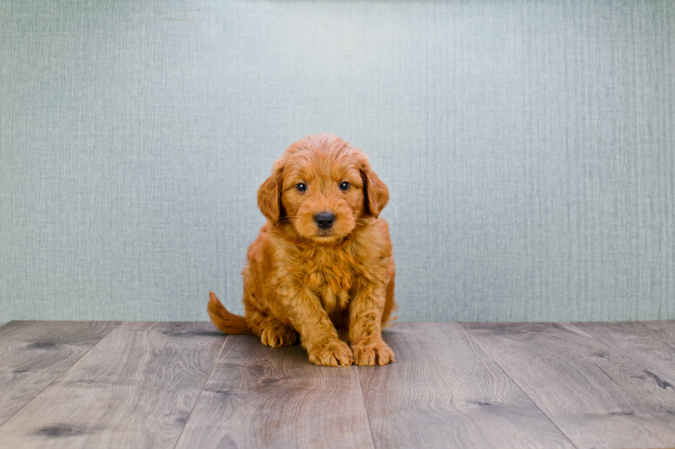 Small Mini Goldendoodle Baby