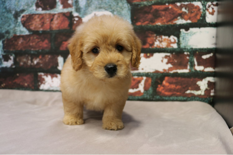 Best Mini Goldendoodle Baby