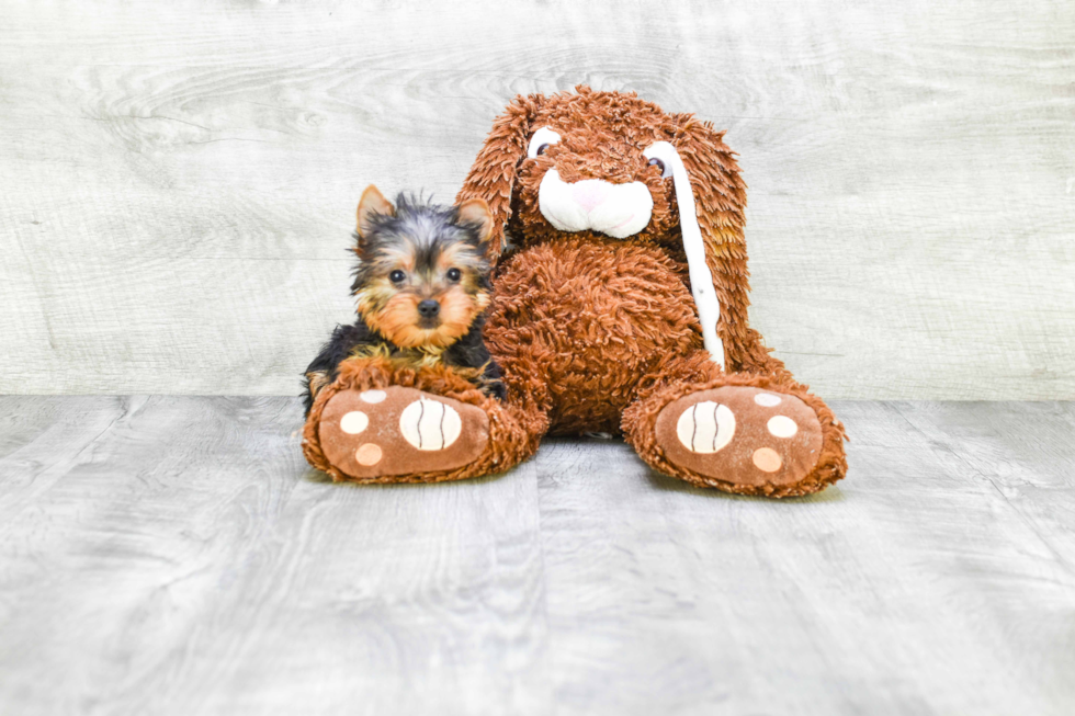 Meet Twinkle - our Yorkshire Terrier Puppy Photo 