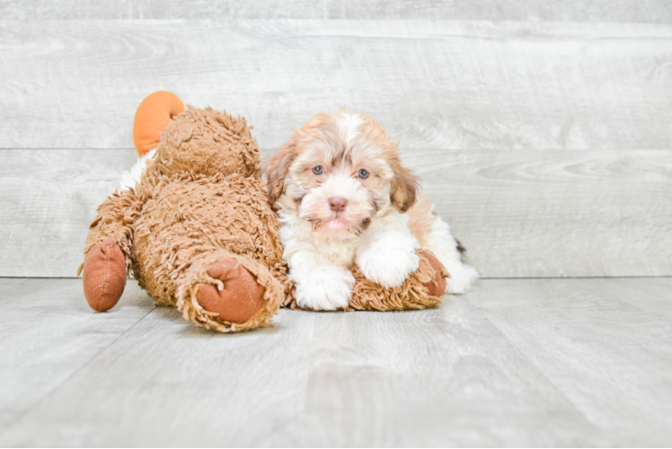 Havanese Pup Being Cute