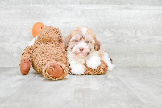 Havanese Pup Being Cute