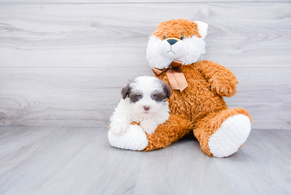 Smart Havanese Purebred Puppy