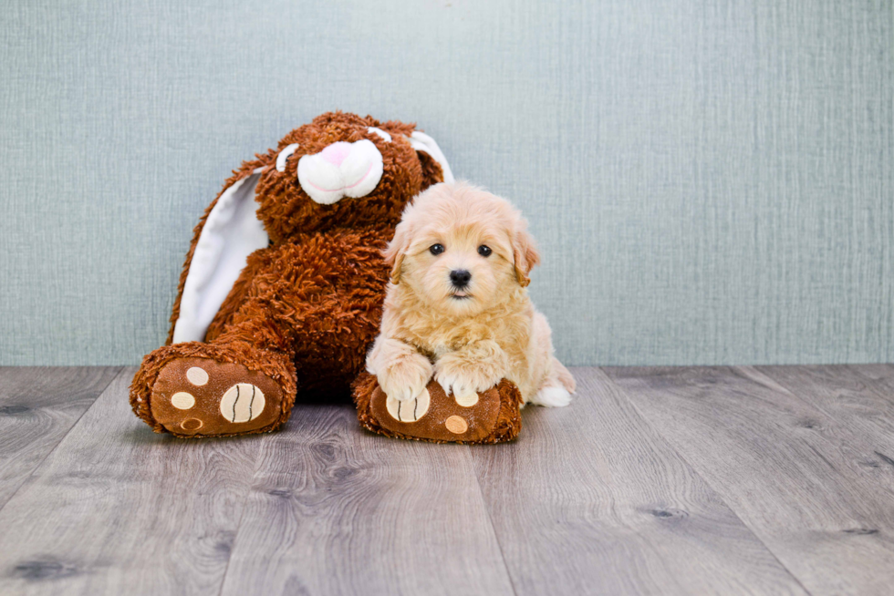 Sweet Maltipoo Baby