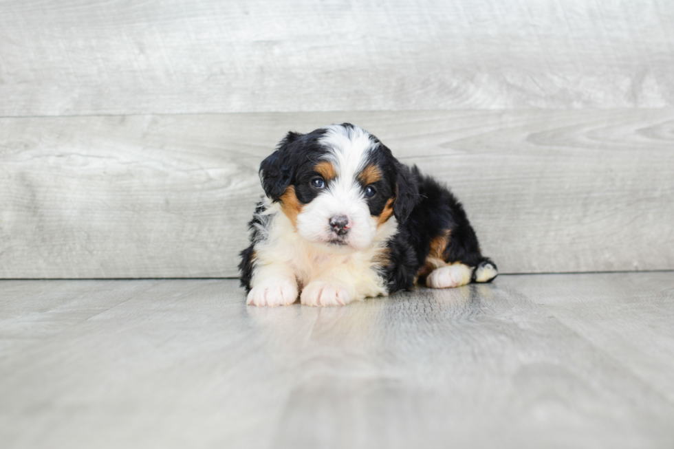 Mini Bernedoodle Puppy for Adoption