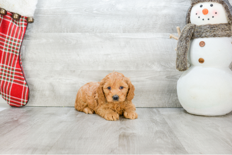 Little Golden Retriever Poodle Mix Puppy