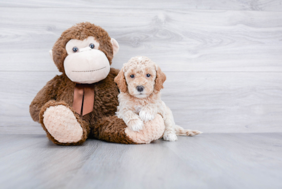 Best Mini Goldendoodle Baby