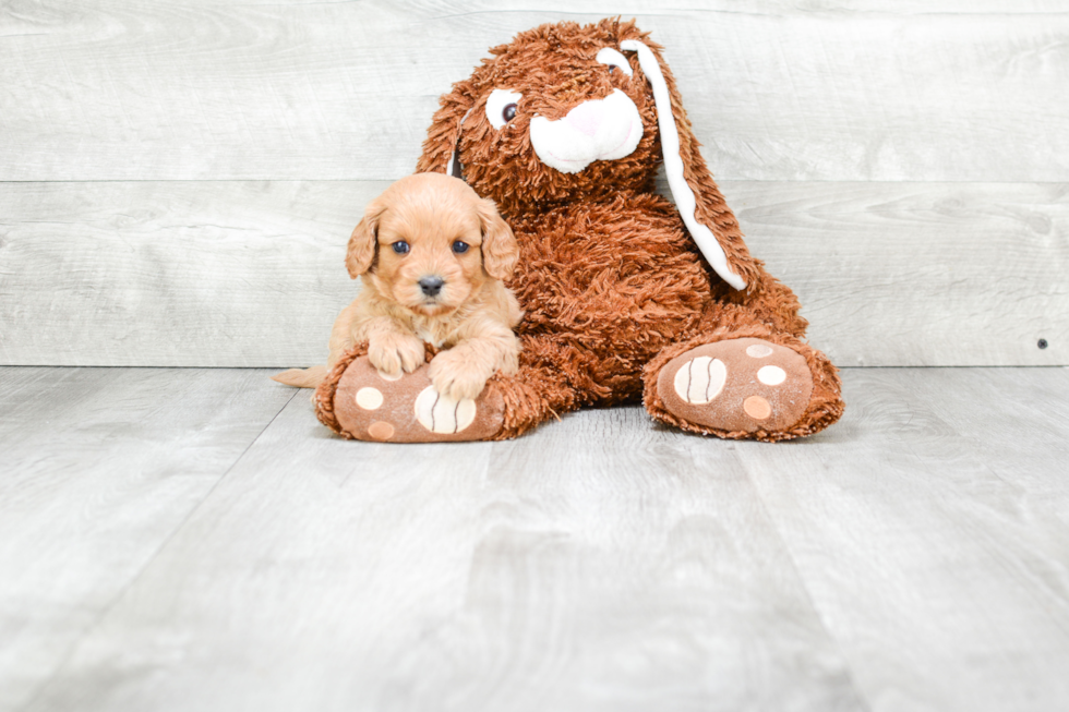 Cavapoo Pup Being Cute