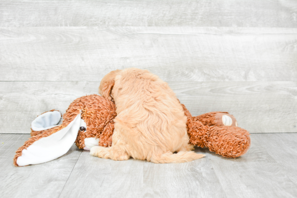 Petite Cavapoo Poodle Mix Pup