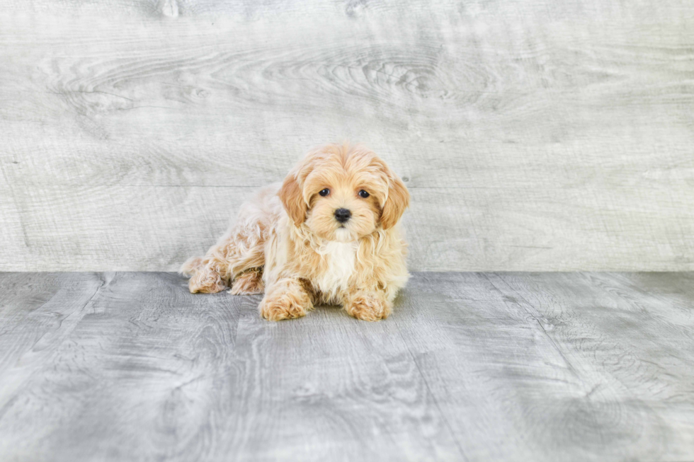 Maltipoo Pup Being Cute