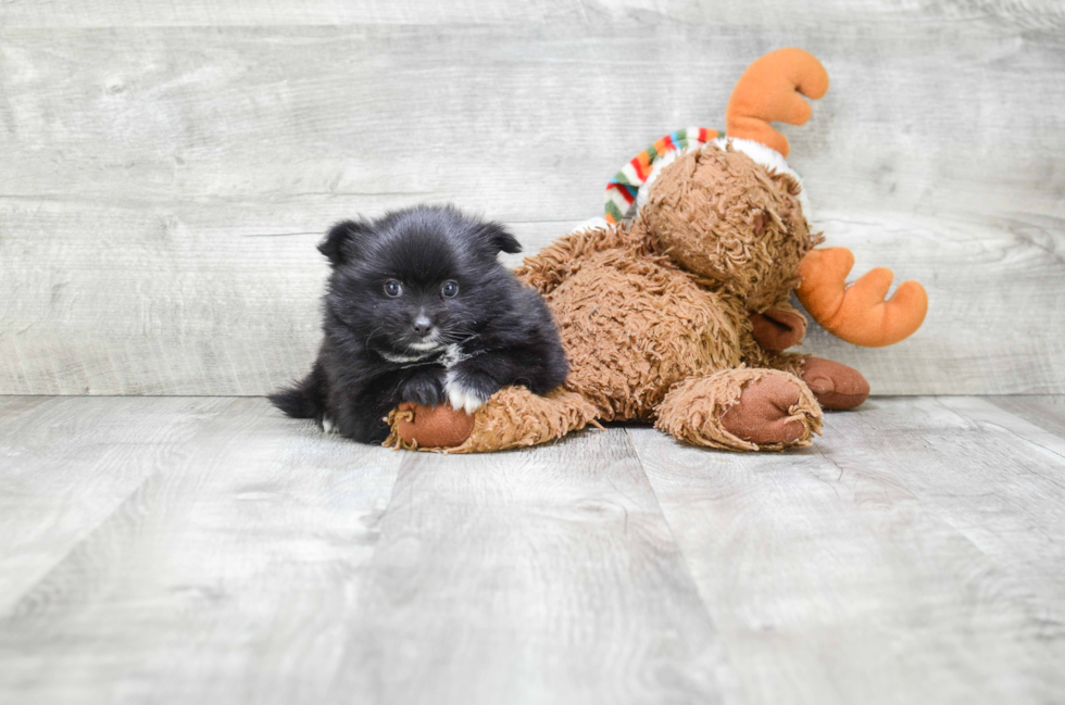 Sweet Pomeranian Purebred Puppy