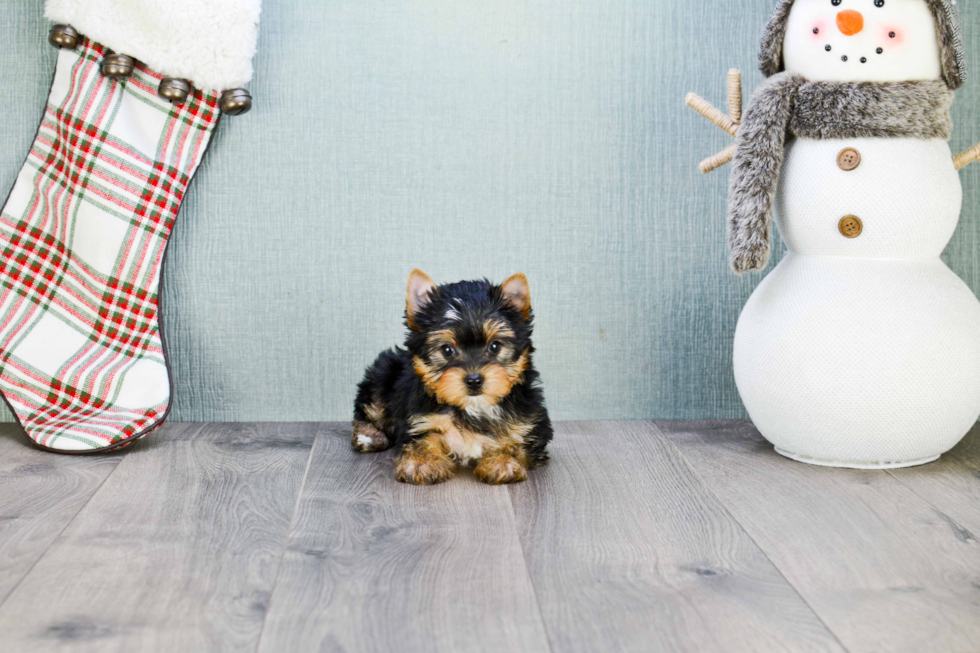 Meet Trigger - our Yorkshire Terrier Puppy Photo 