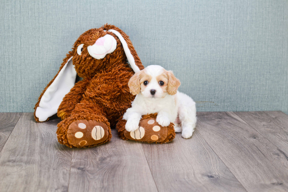 Best Cavachon Baby