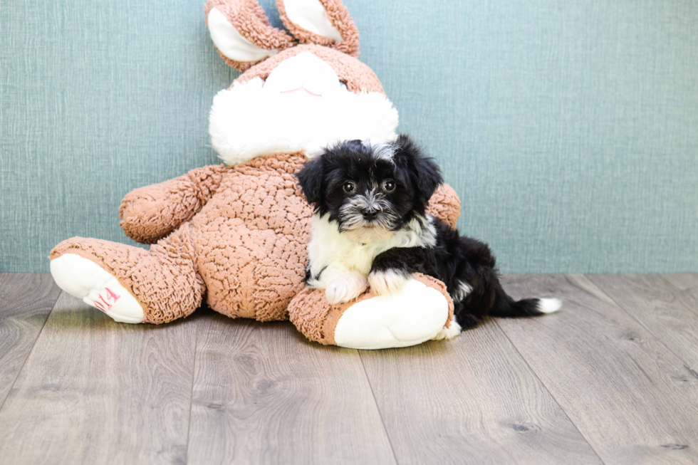 Havanese Pup Being Cute