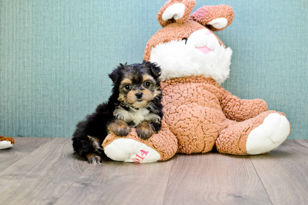 Morkie Pup Being Cute