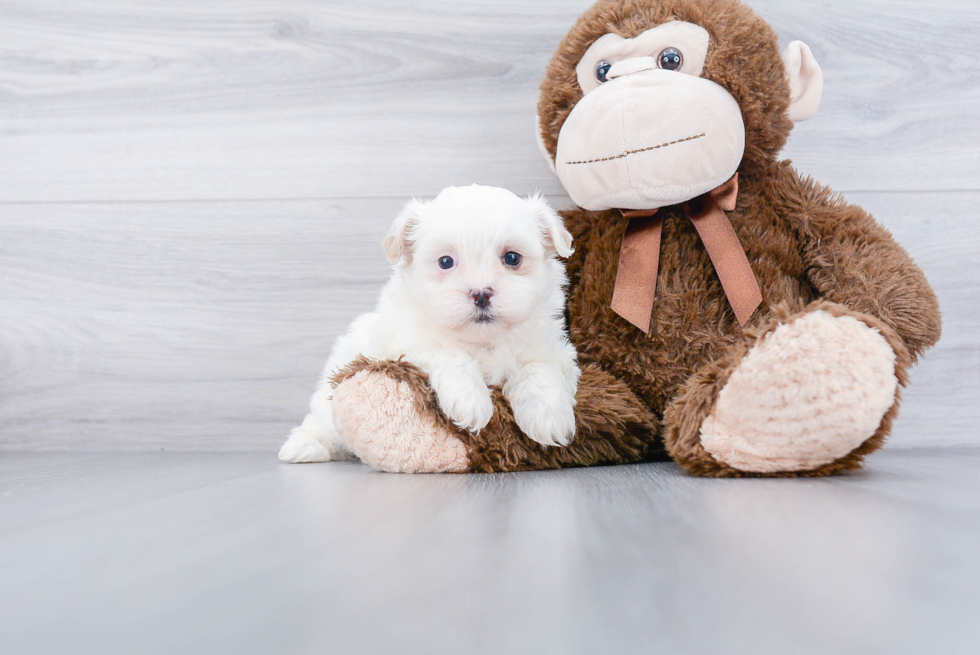 Playful Shichon Designer Puppy