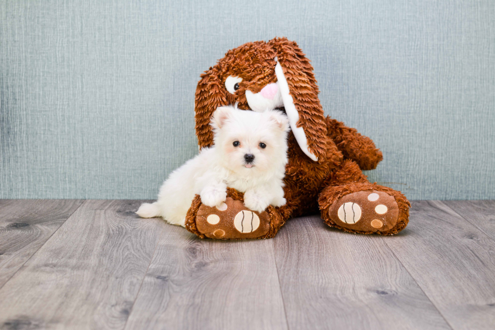 Playful Maltepoo Poodle Mix Puppy