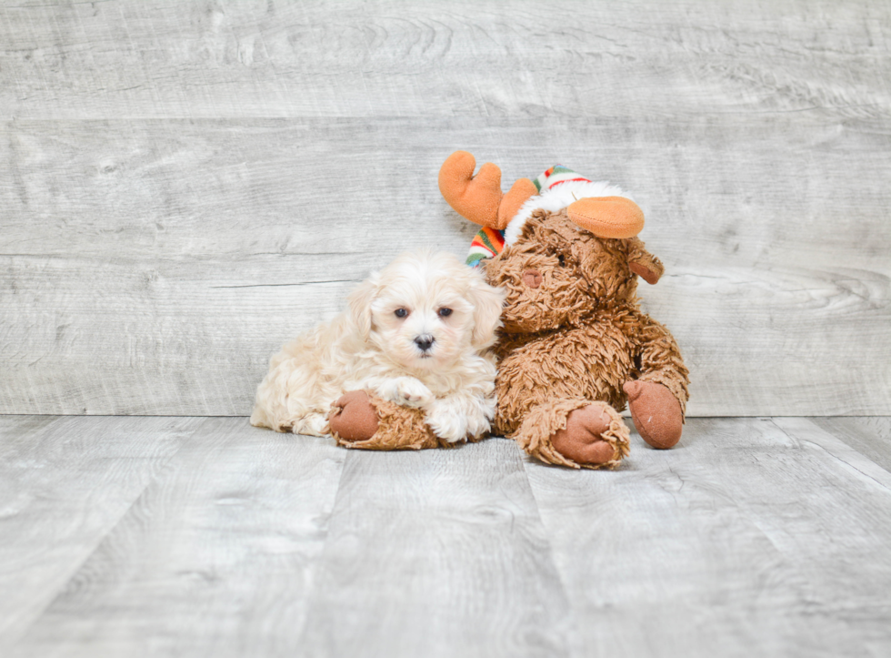 Playful Maltese Poodle Poodle Mix Puppy