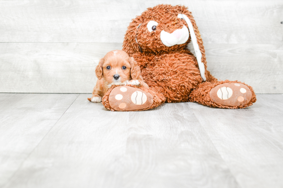 Best Cavapoo Baby