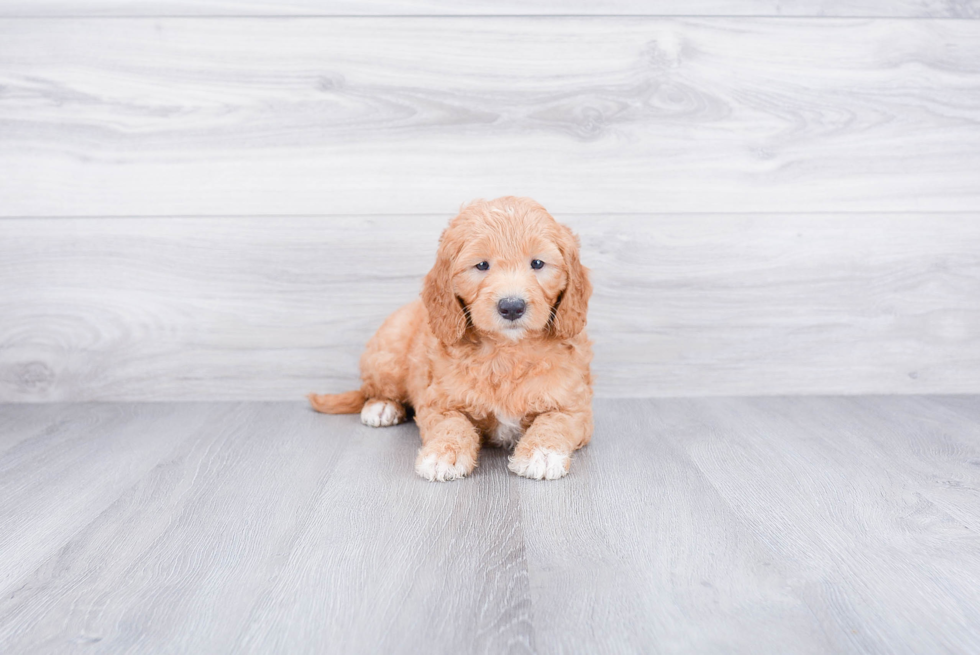 Best Mini Goldendoodle Baby