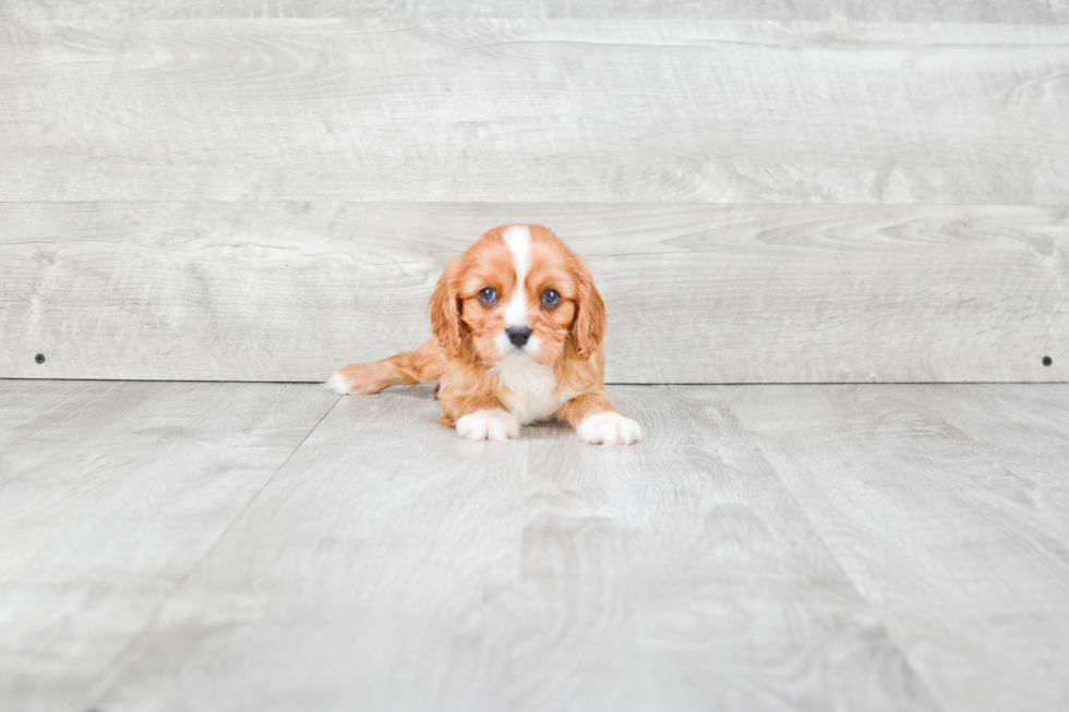 Cavalier King Charles Spaniel Pup Being Cute