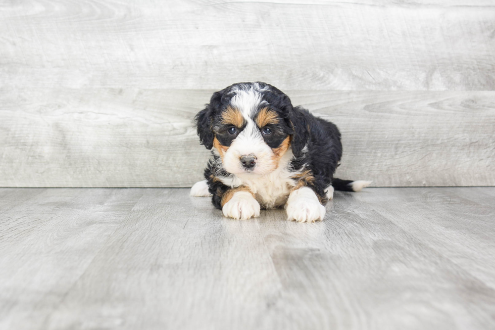 Best Mini Bernedoodle Baby