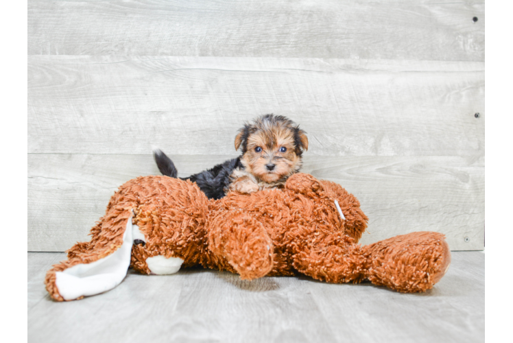 Little Yorkie Designer Puppy