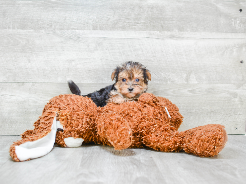 Little Yorkie Designer Puppy