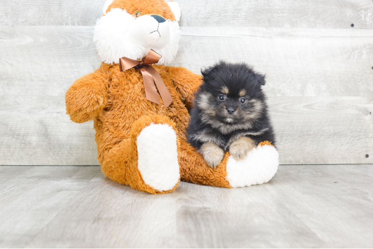 Best Pomeranian Baby