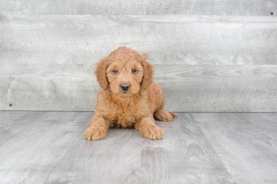 Best Mini Goldendoodle Baby