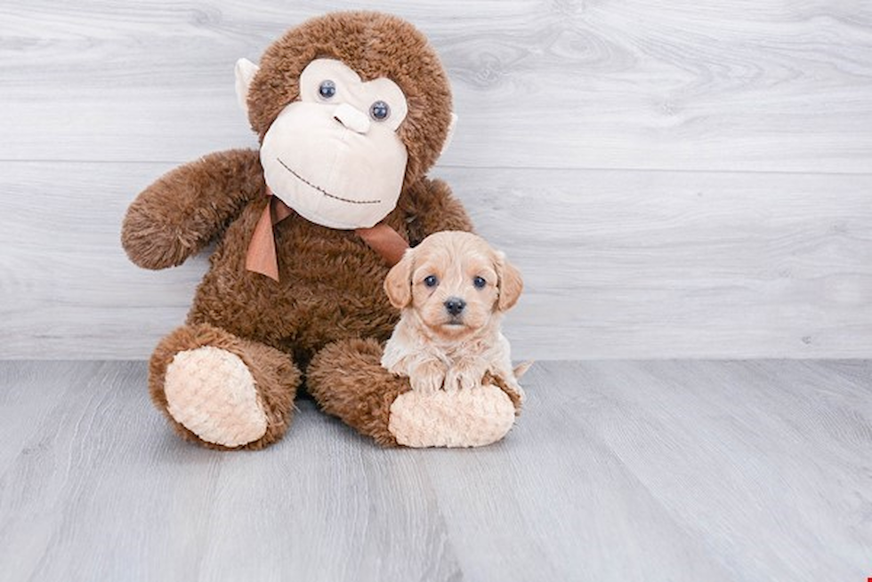 Playful Cavoodle Poodle Mix Puppy