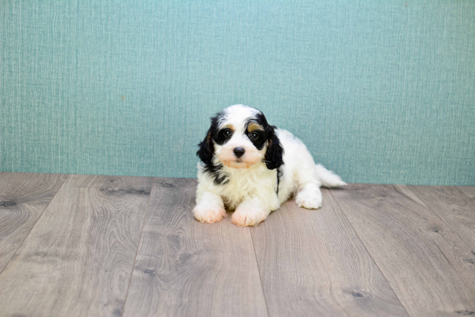 Cavachon Pup Being Cute
