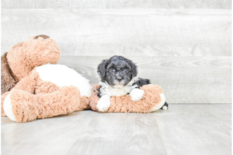 Best Mini Bernedoodle Baby