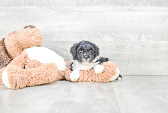 Best Mini Bernedoodle Baby