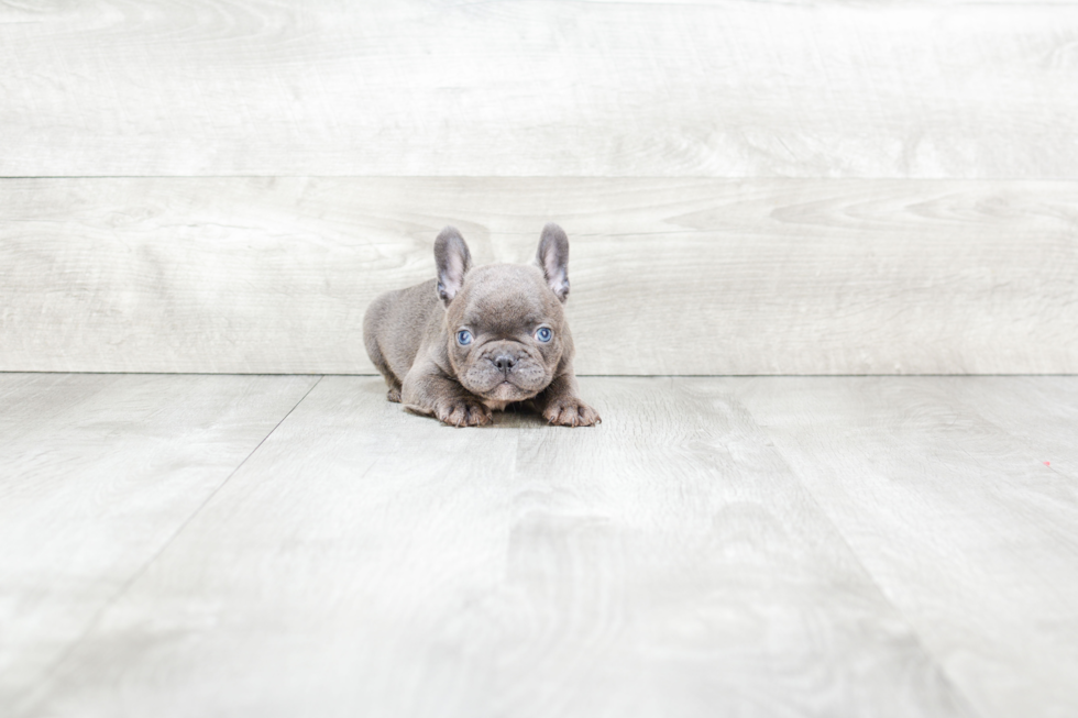 French Bulldog Pup Being Cute