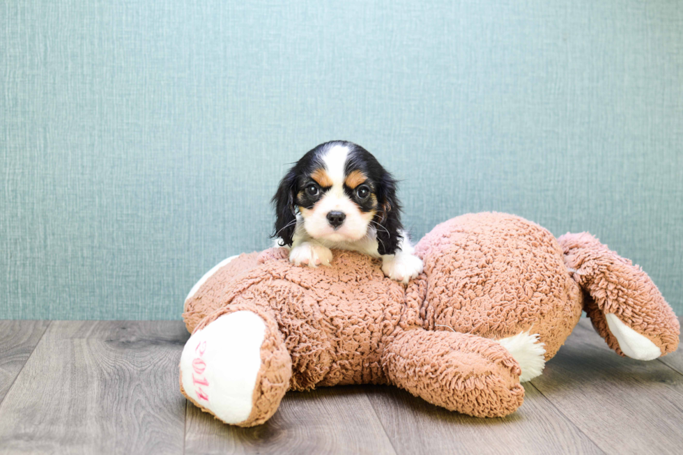 Hypoallergenic Cavalier King Charles Spaniel Baby