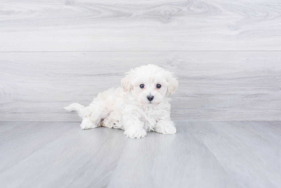 Maltipoo Pup Being Cute