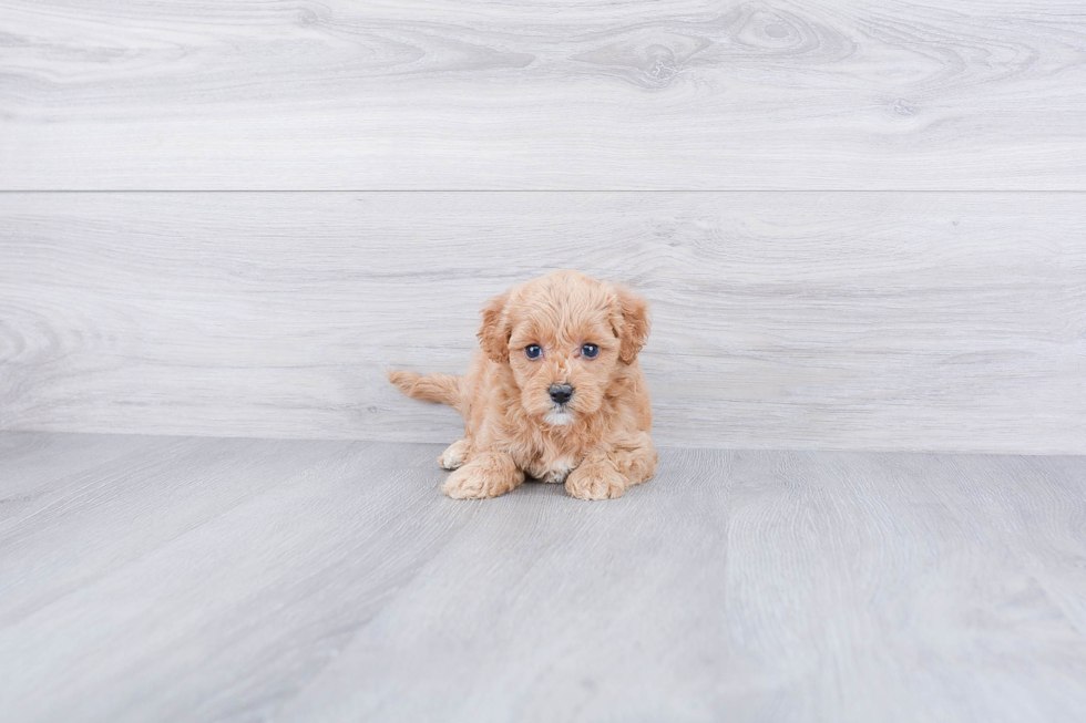 Fluffy Mini Goldendoodle Poodle Mix Pup