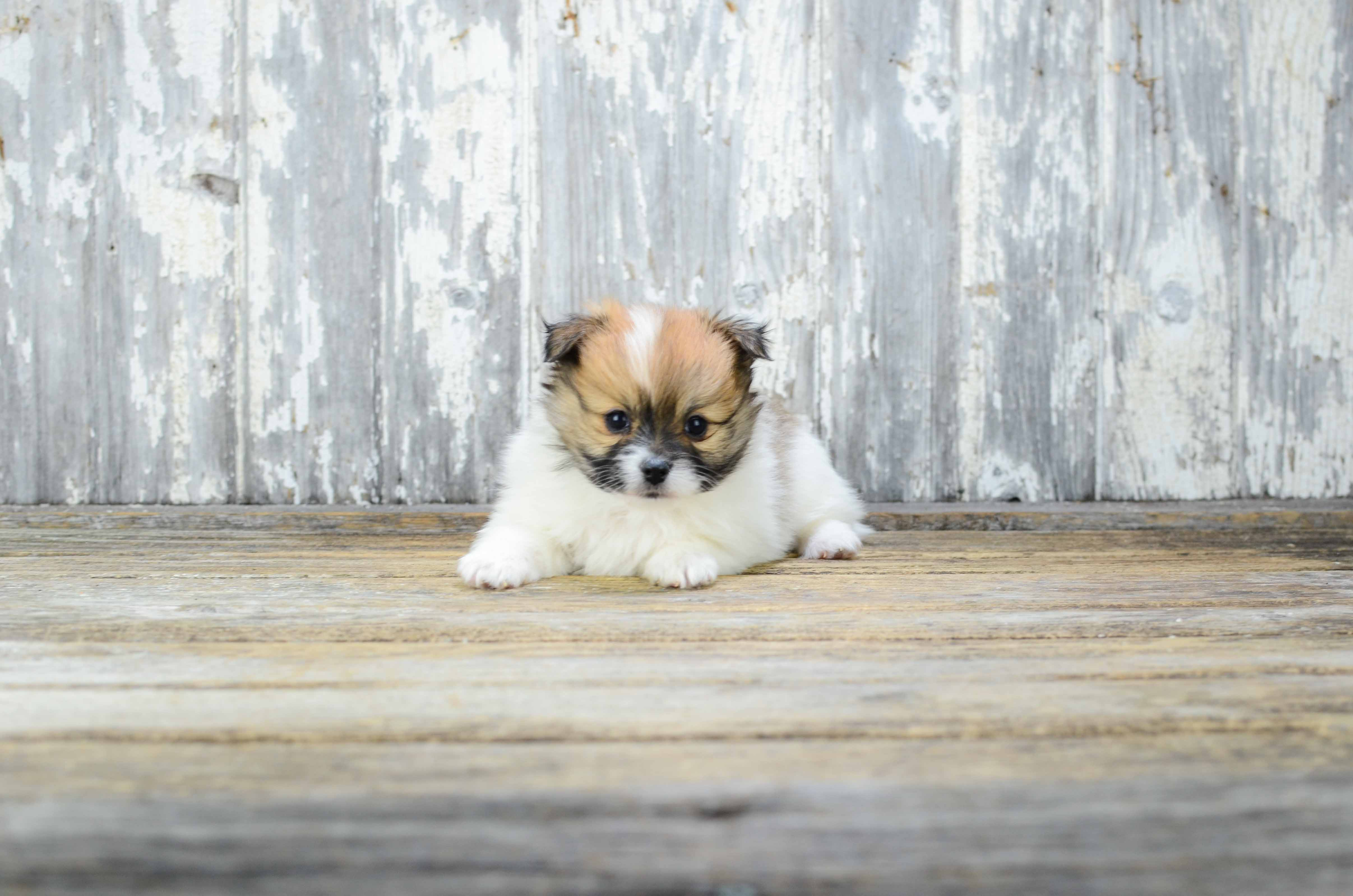 Adorable Maltipom Designer Puppy