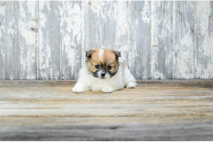 Adorable Maltipom Designer Puppy