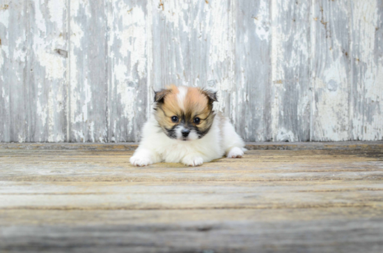 Adorable Maltipom Designer Puppy