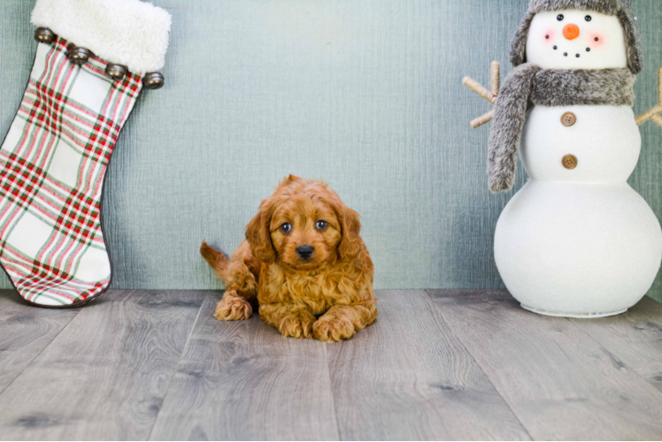 Happy Cavapoo Baby