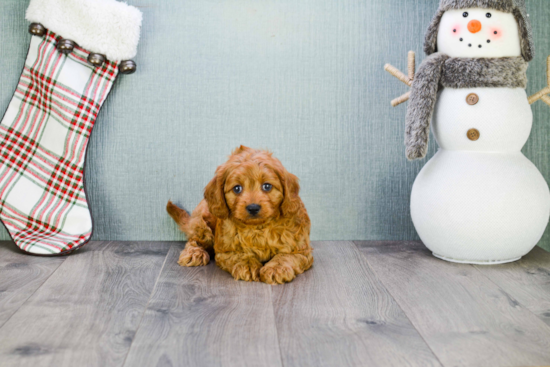 Happy Cavapoo Baby