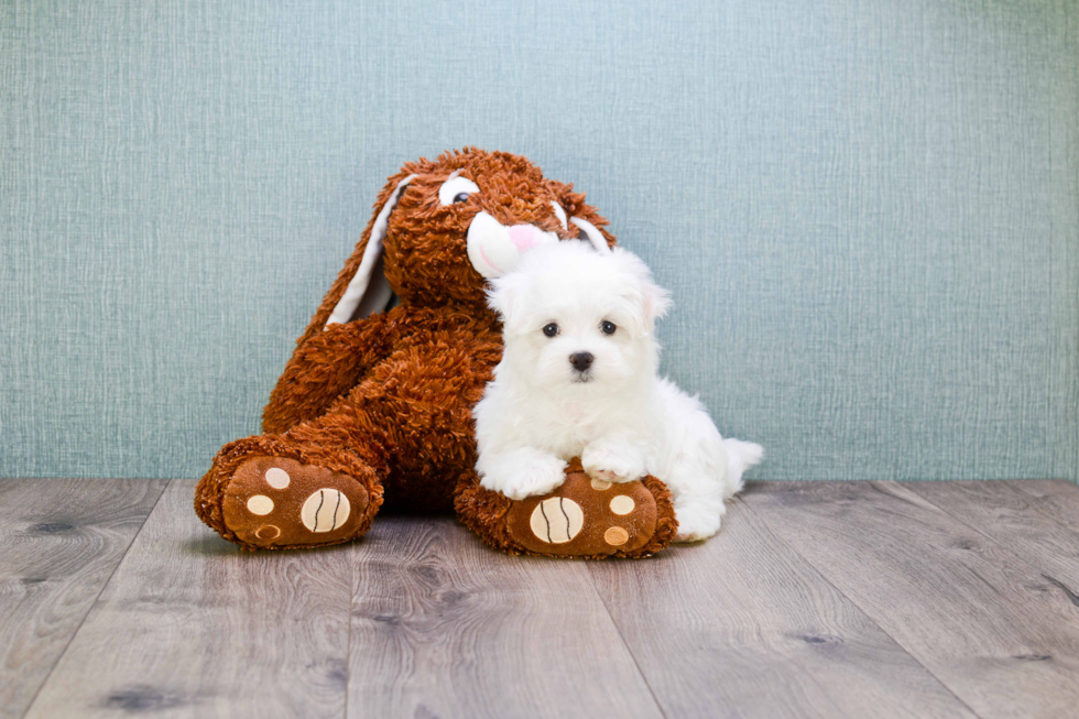 Maltese Pup Being Cute